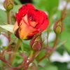 Ketchup And Mustard Rose #3 - Image 2